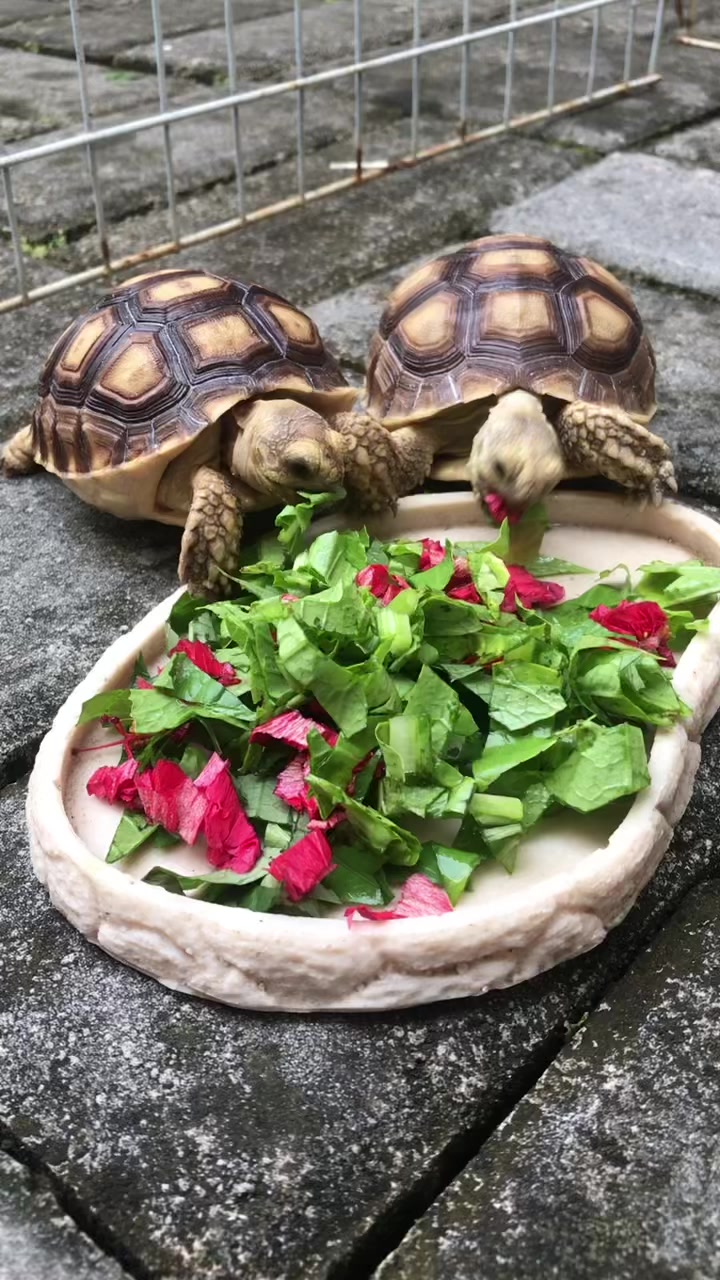 @MYtortojourney 🐢