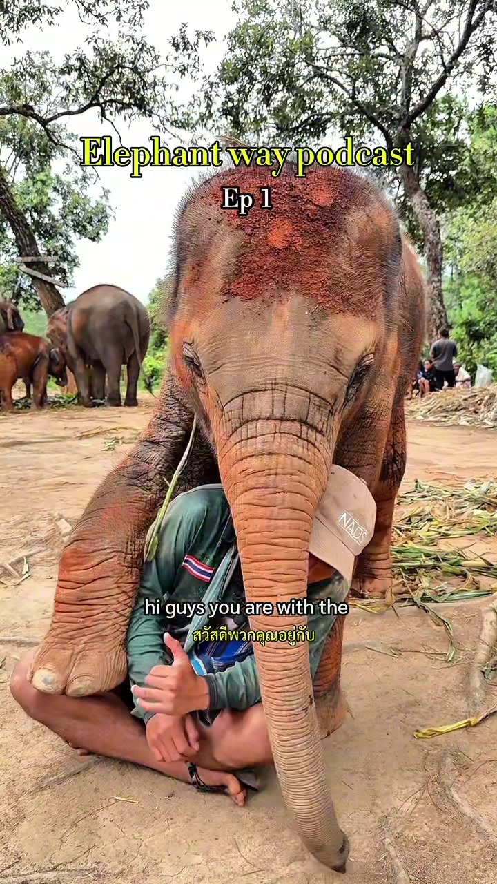 @Elephant way