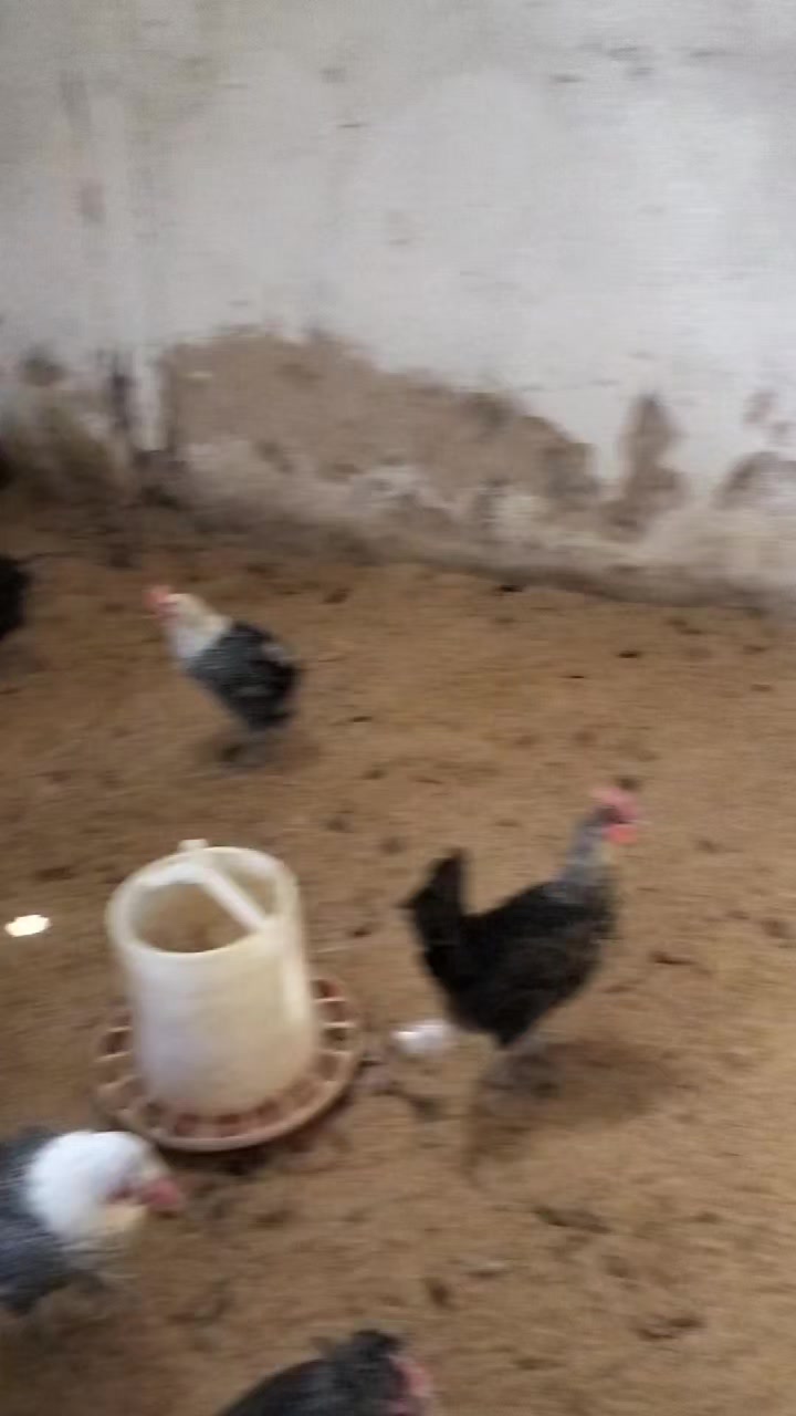 @فيومي ذهبي صفاقس
