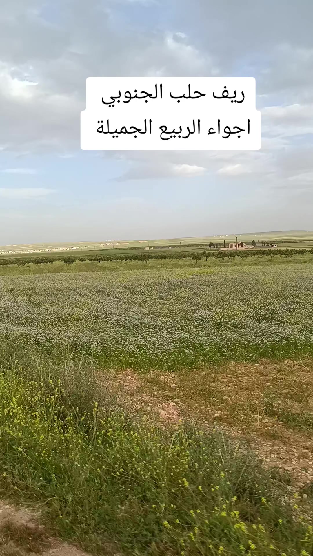 @البارون ابو عمرررررر