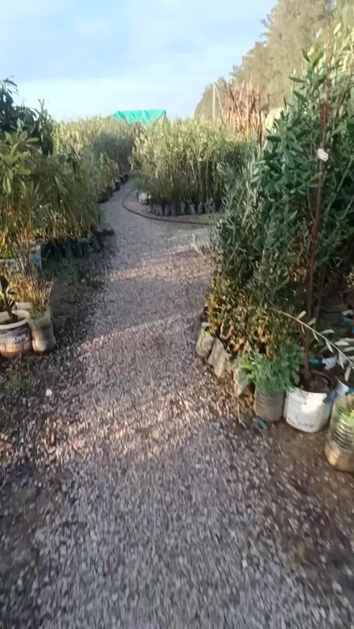 @مشتلة عبدالله