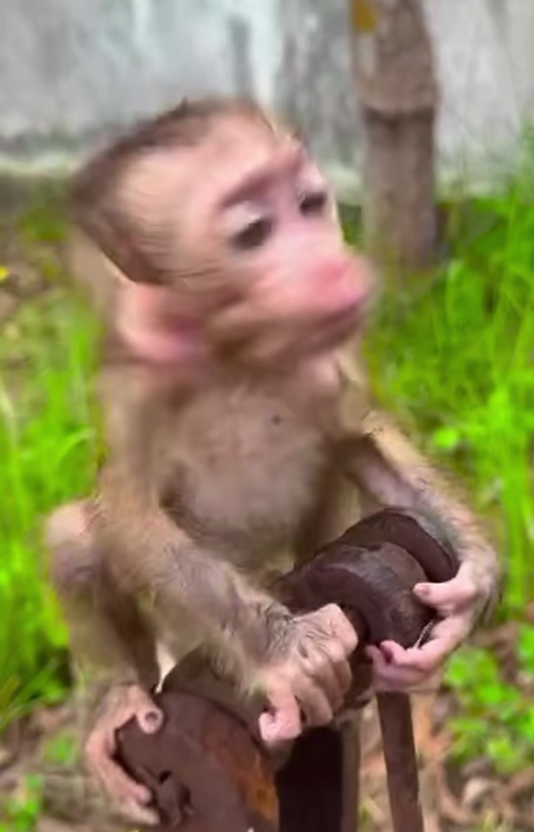 @monkey masaou1234