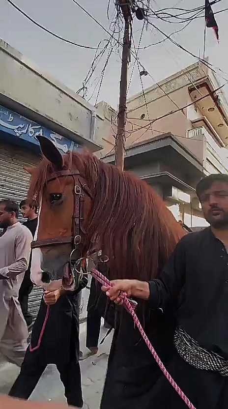 @مرکزی ذوالجناح تلہ گنگ