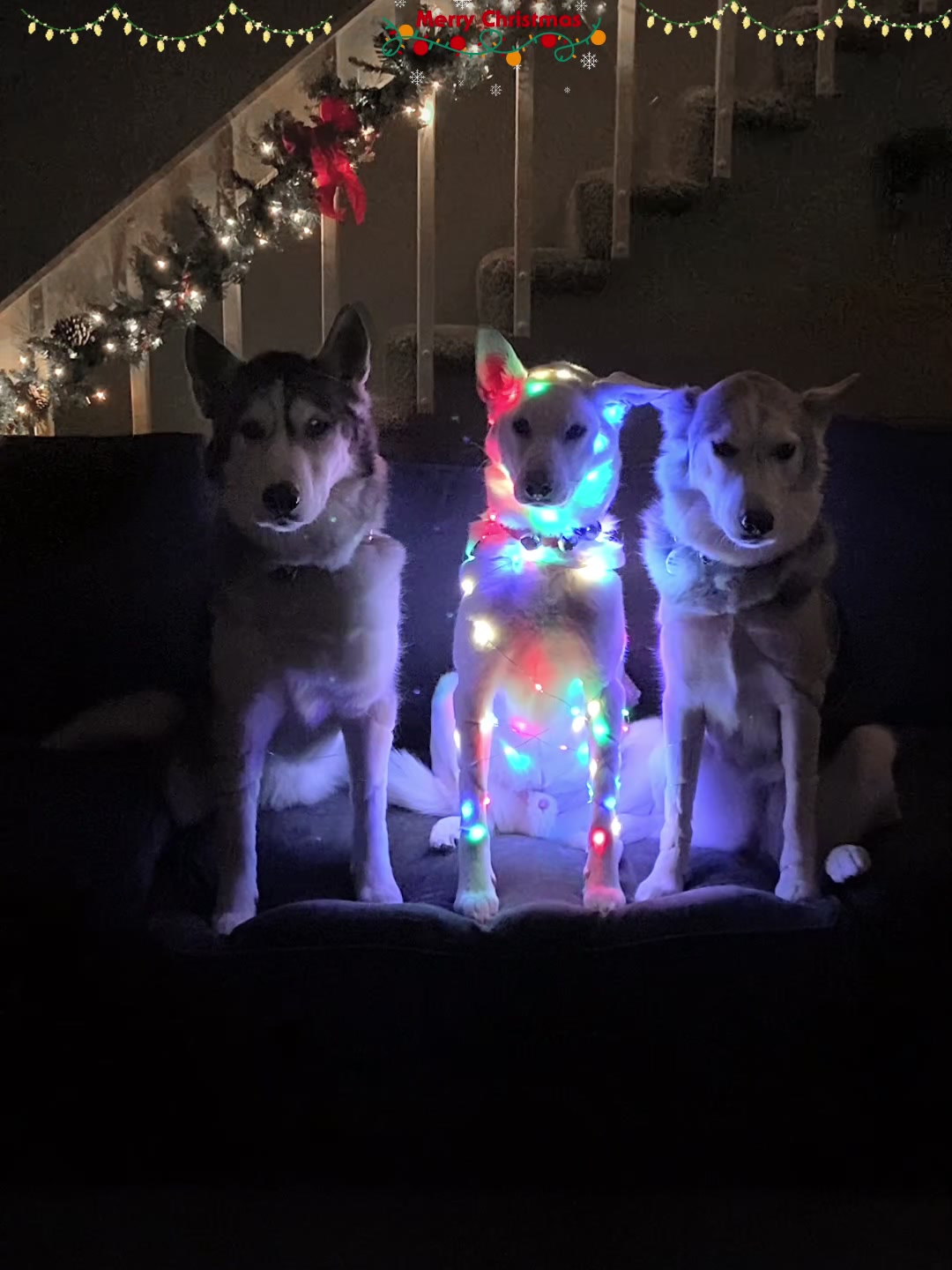 @Best dog186