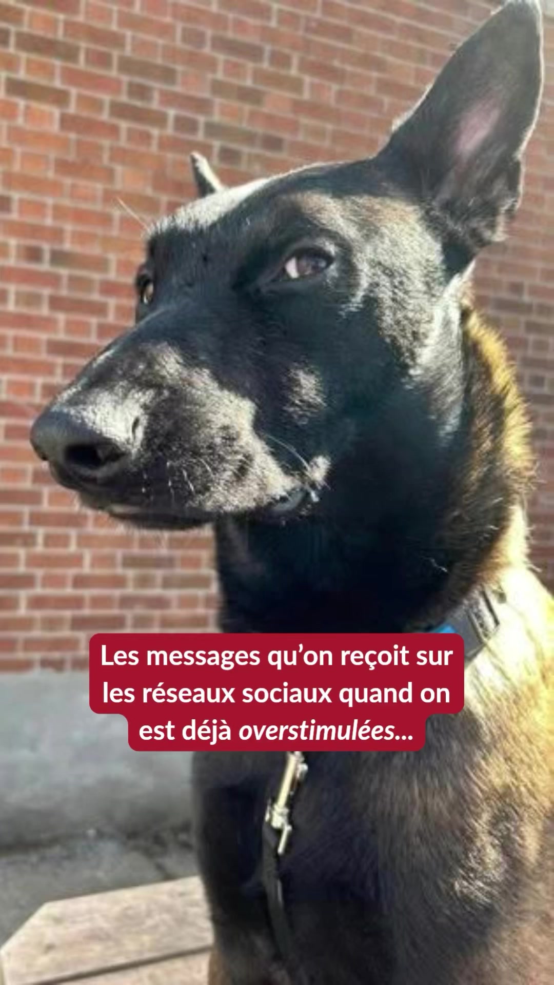 @Montreal SPCA