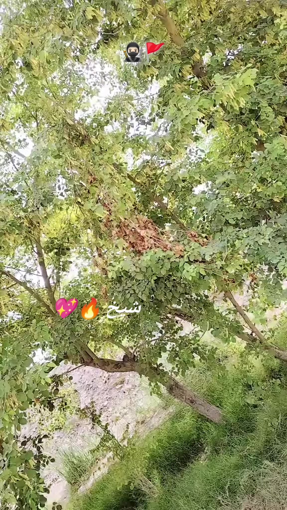 @بخت شیخ 🔥