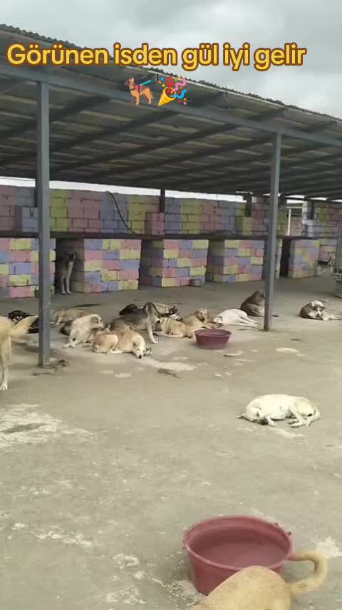 @Sahibsiz heyvanlara dəstək