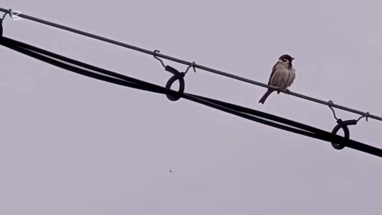 @自由人