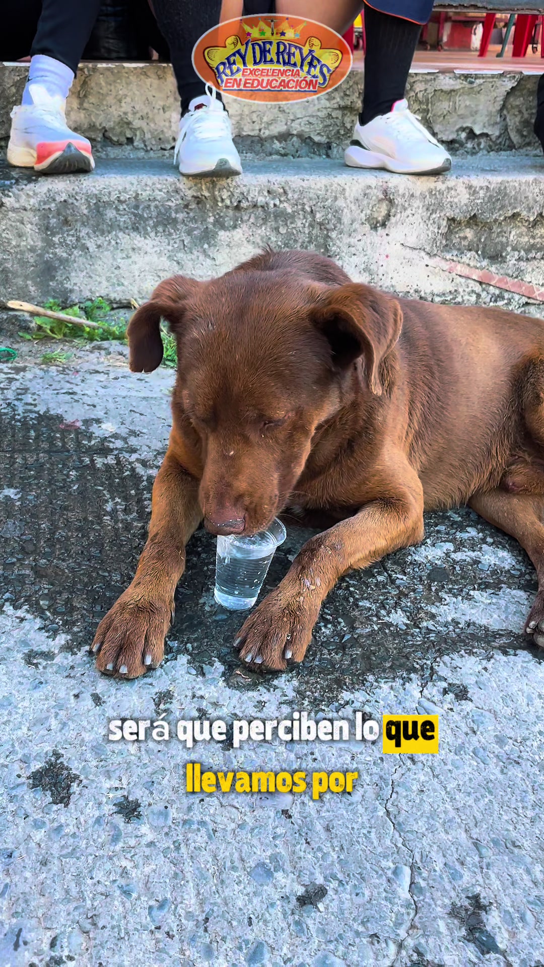 @ReydeReyesCochabamba