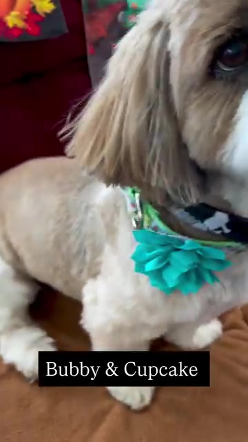 @Dogville | 8 Rescue Dogs 🐾