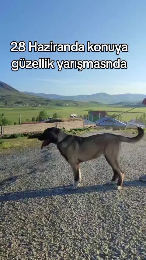 @Yusuf saldık