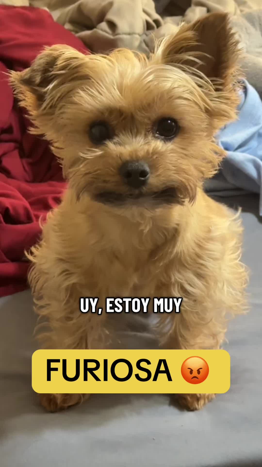 @mili_la_yorki
