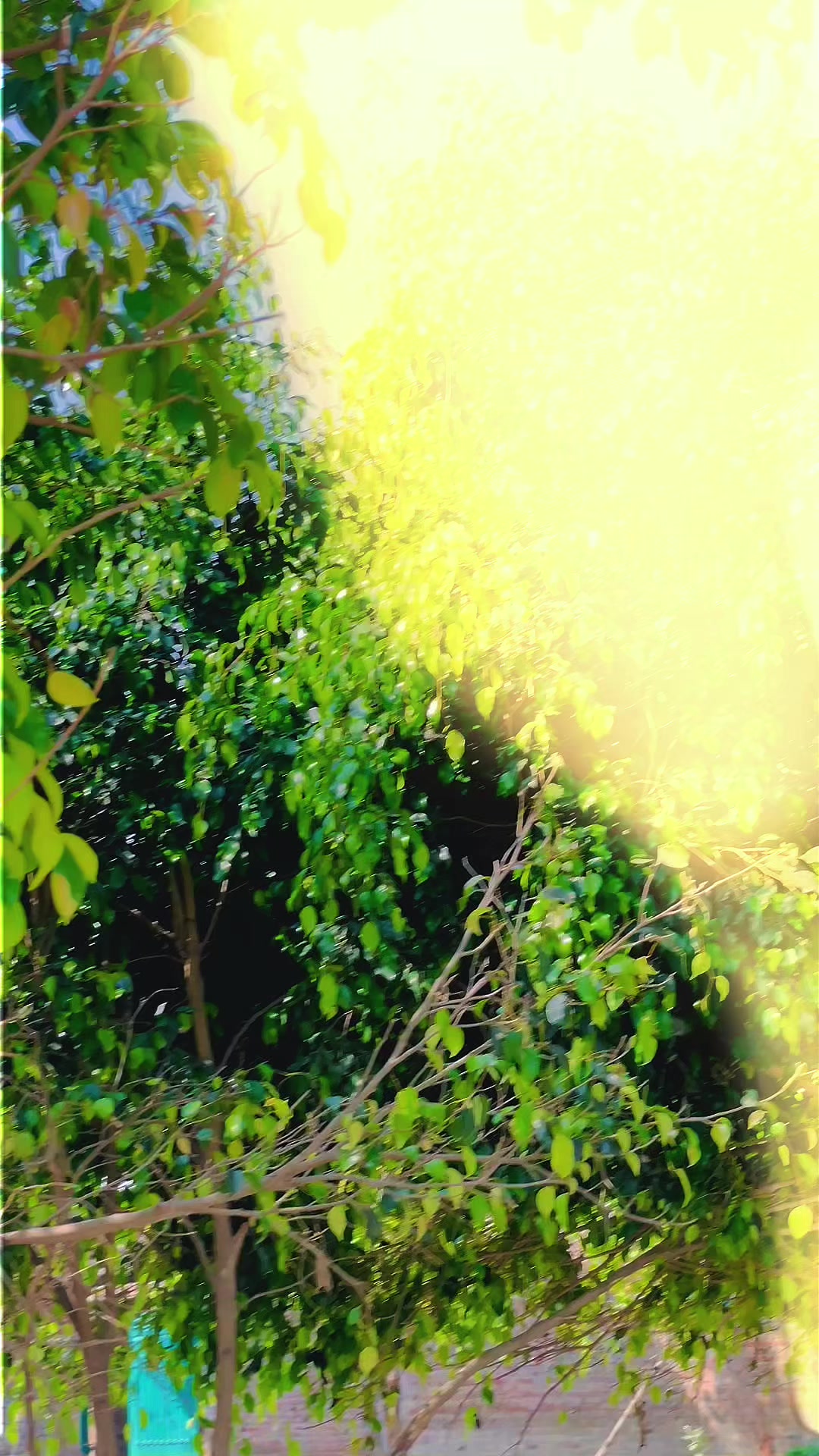 @𝙏 𝘼 𝙇 𝙃 𝙐🚩