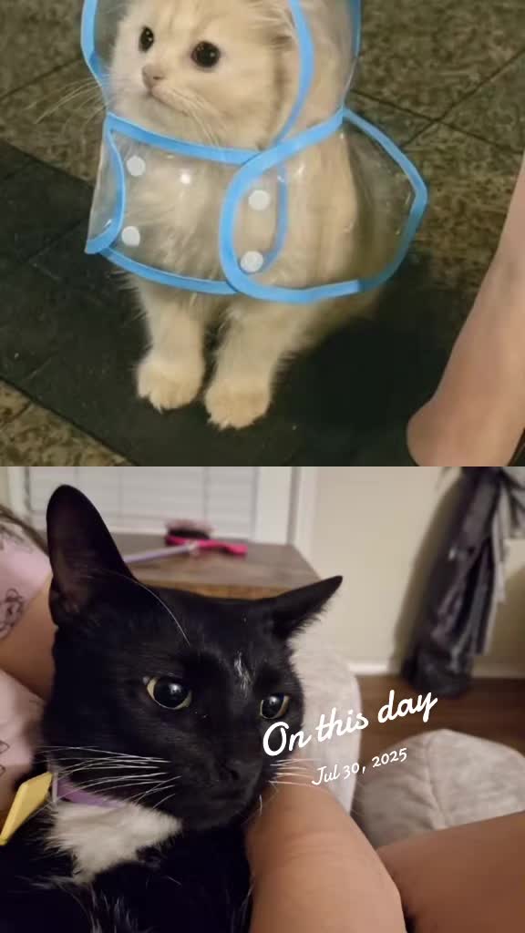 @Random Cat Stuff