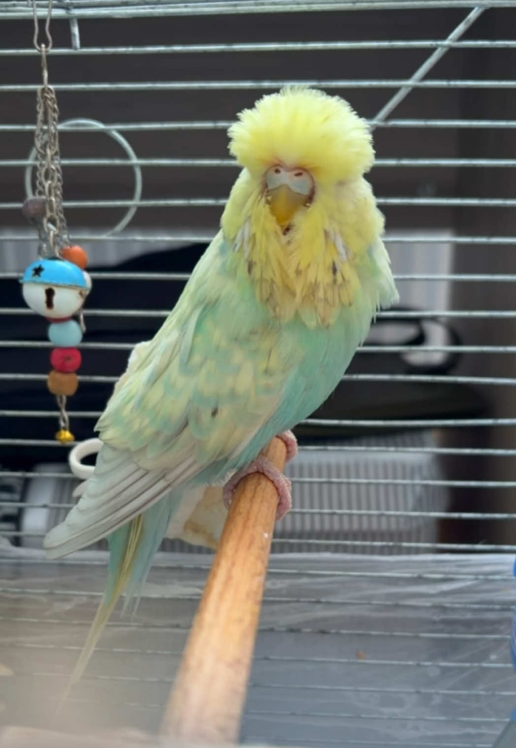@bbb.budgie