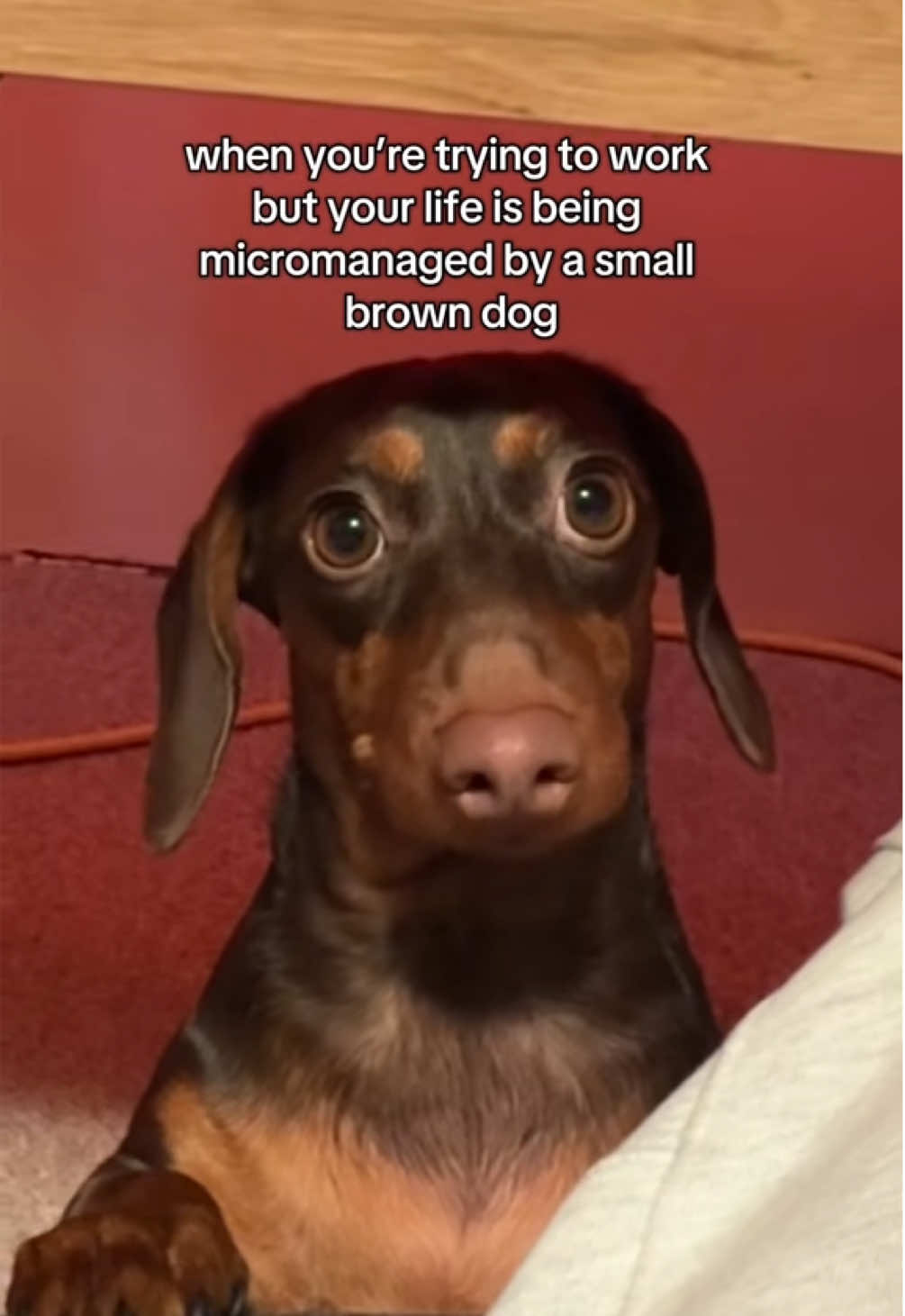 @rhubarb the doggo
