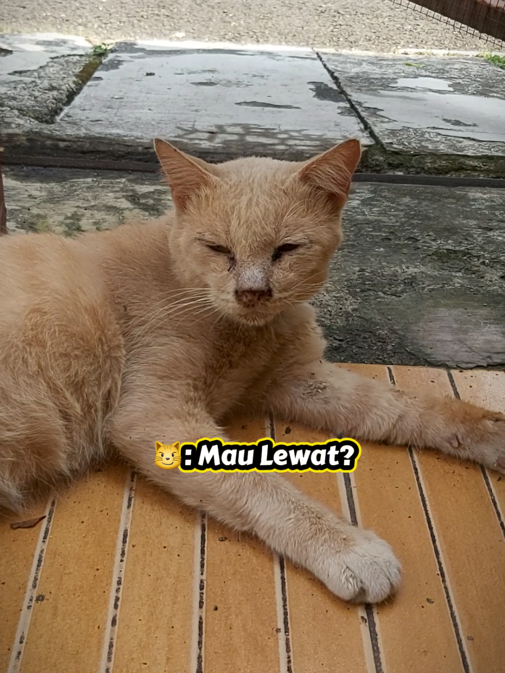 @meoweverydays