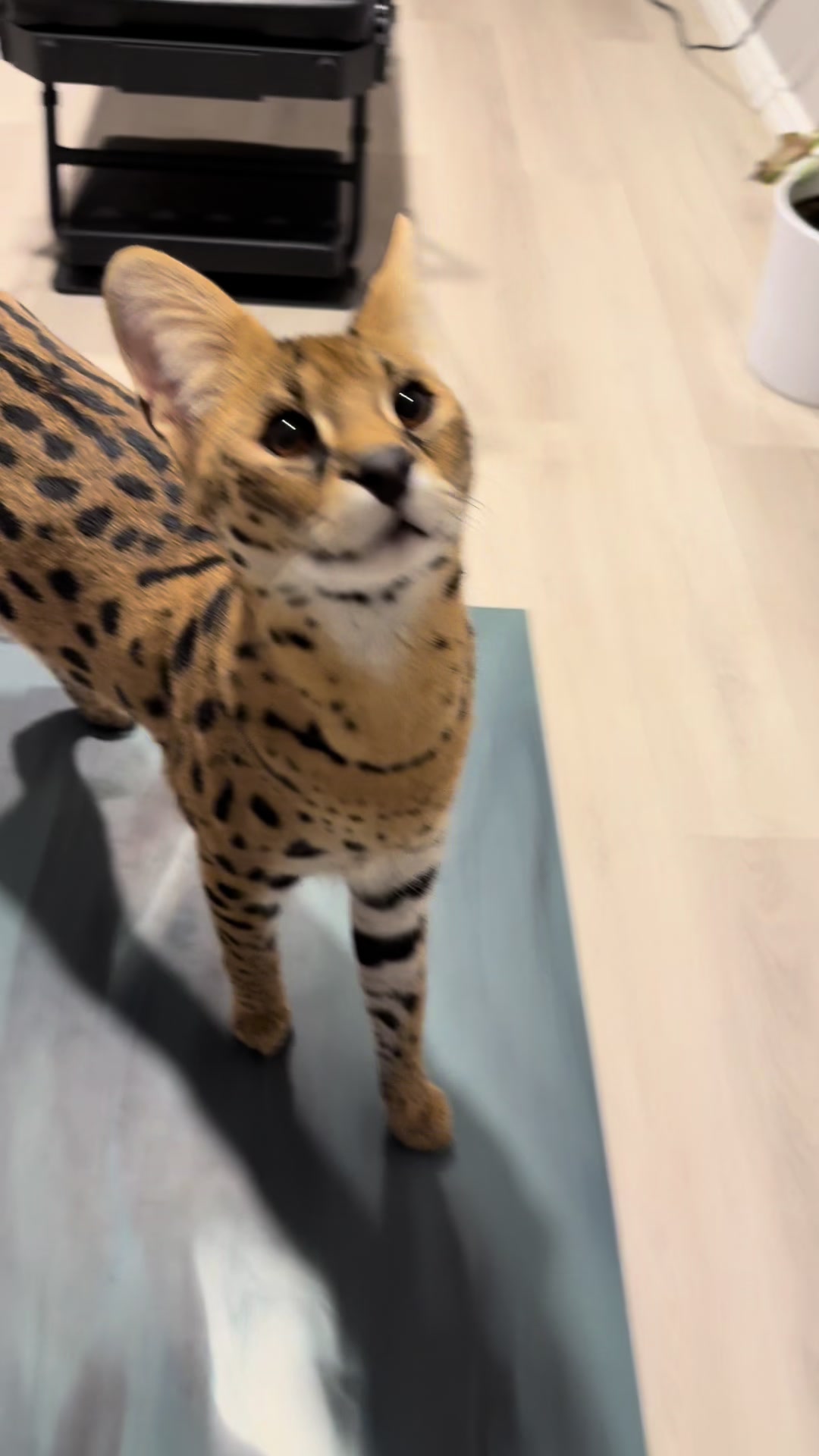 @milo the serval