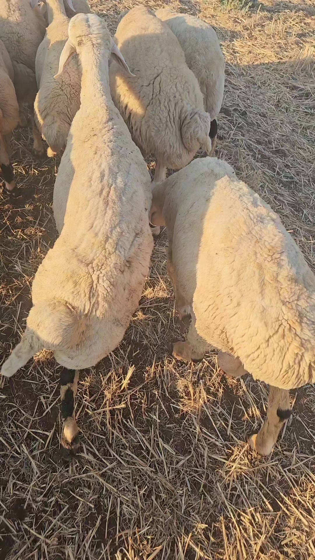 @EMİNOĞLU BESİCİLİK