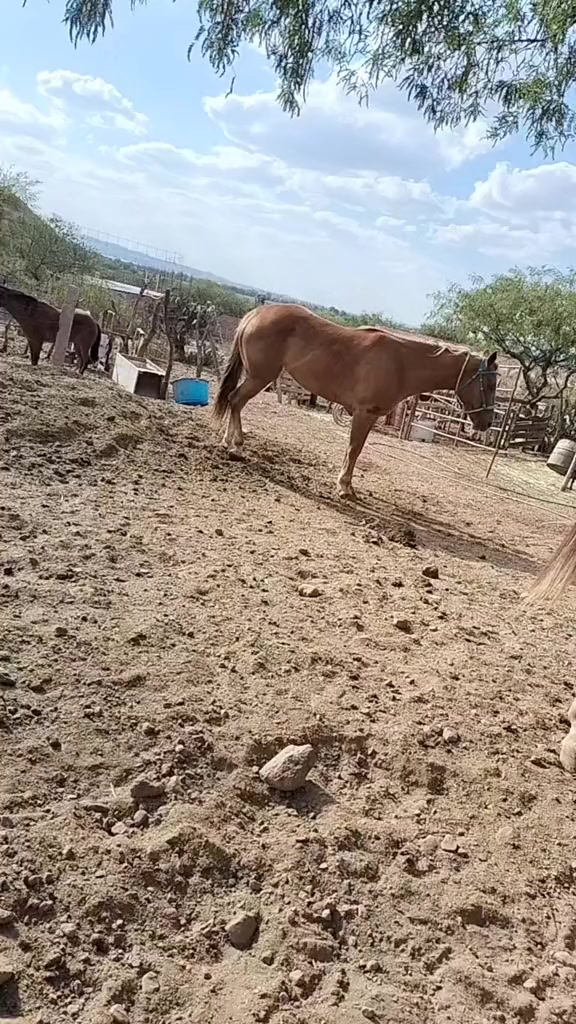 @Viejito Cordova✝️🍀❤️🐎🦅