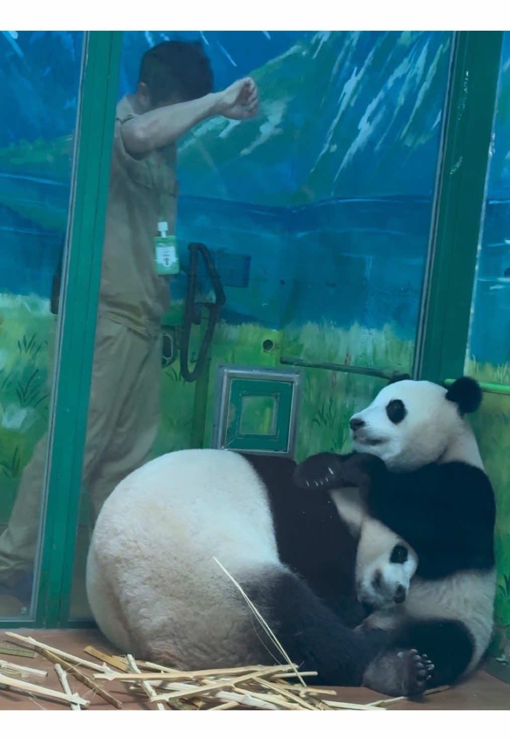 @熊猫妹珠🐼