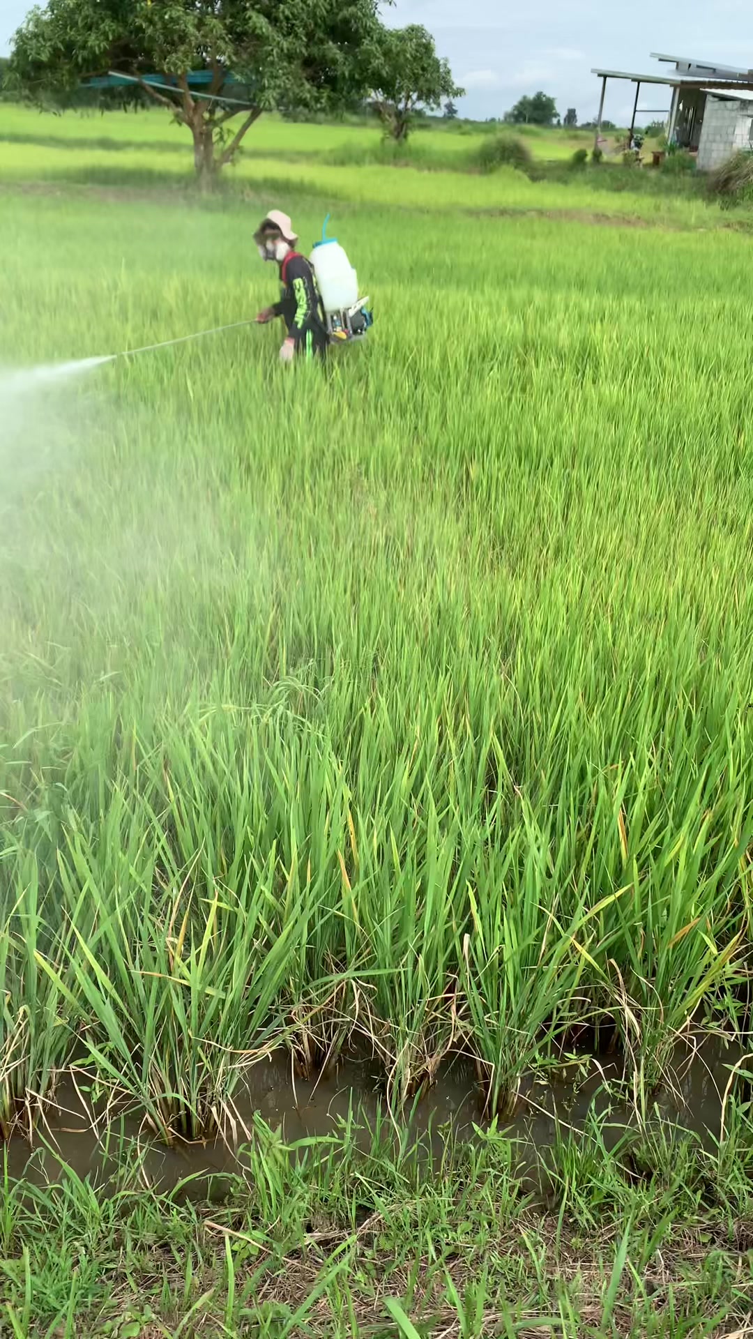@โย ลูกเขยชาวไร่👨🏻🌾
