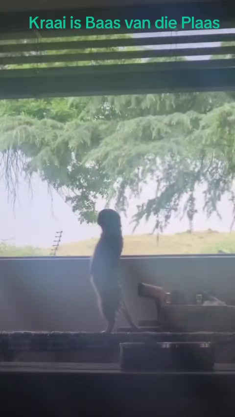 @Nico