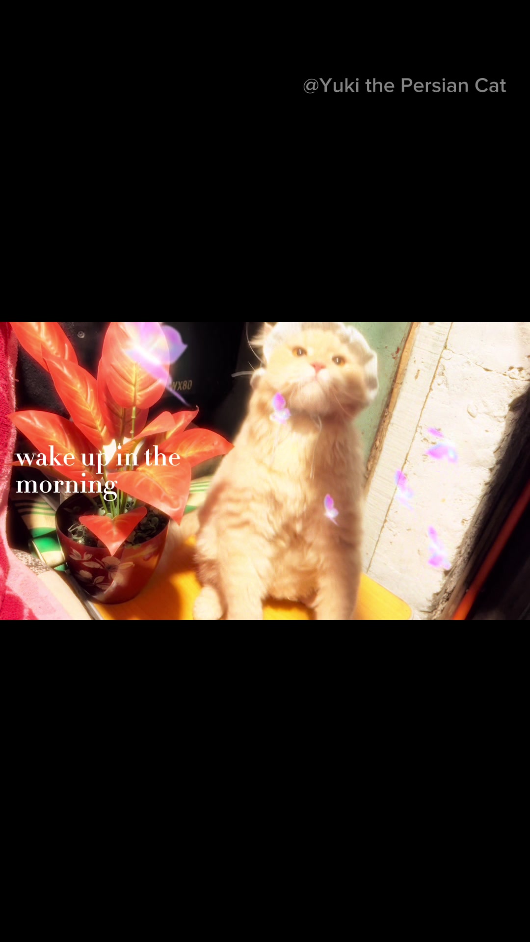 @Yuki the Persian Cat