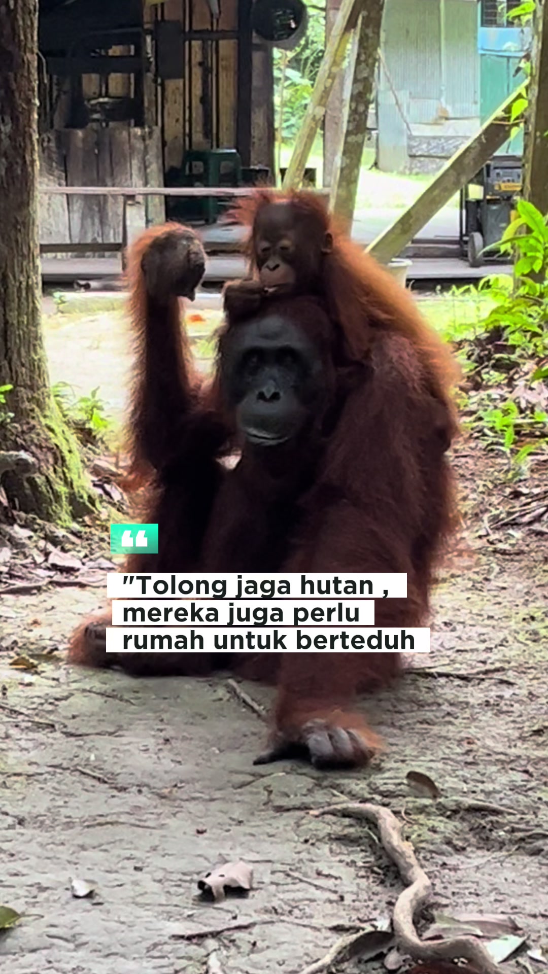@BORNEORANGUTANSTOUR.
