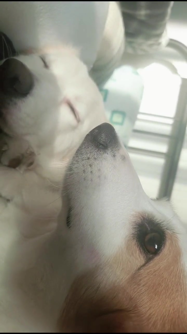 @레몬바라보리