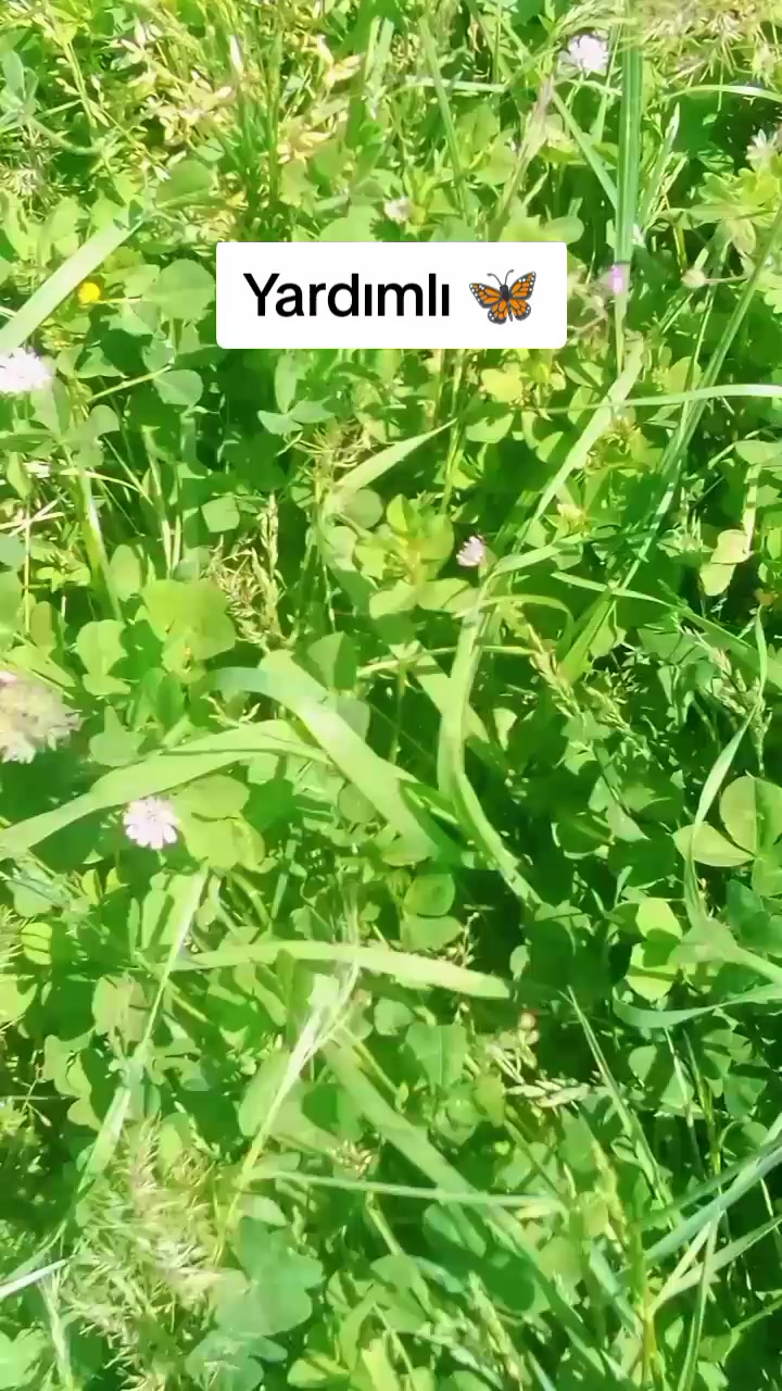 @shemsamanova