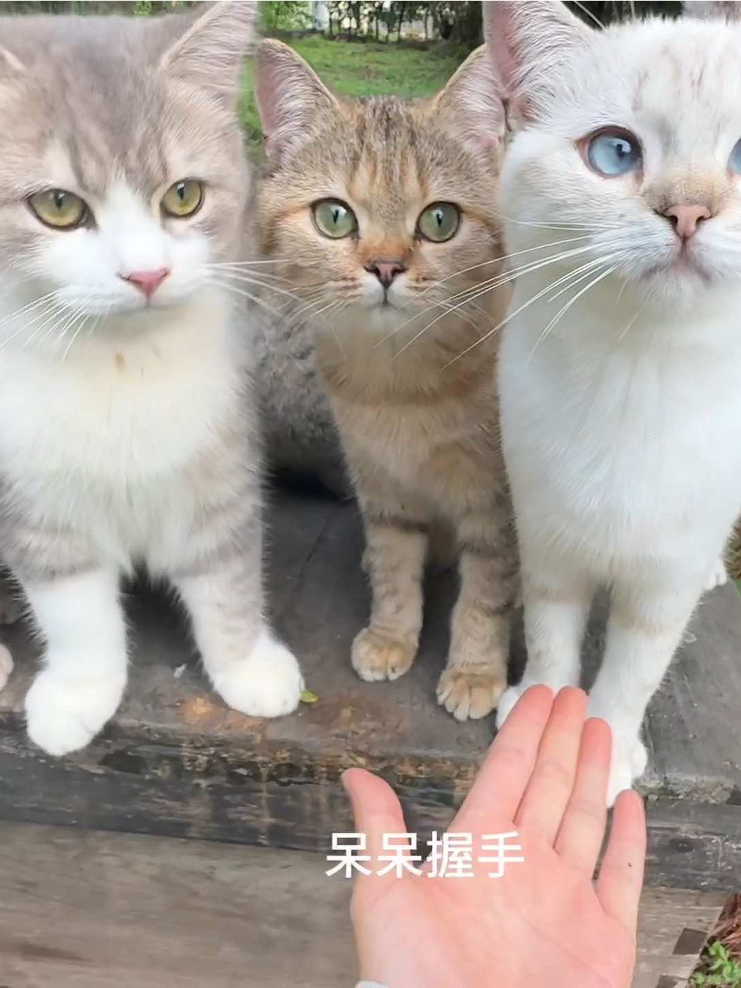 @终南山喵