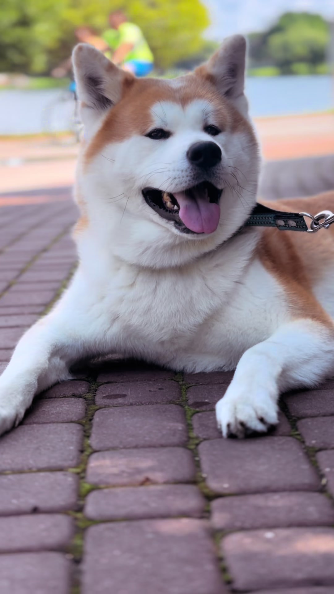 @oh_myakita