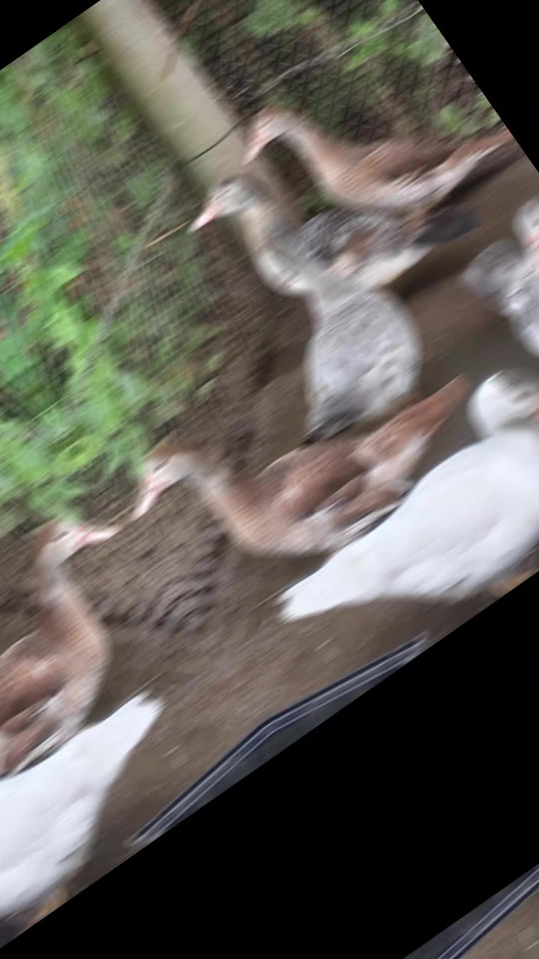 @🦚🆃𝓲𝓮𝓻🅿𝓪𝓻𝓴🆃𝓸𝓴🦚