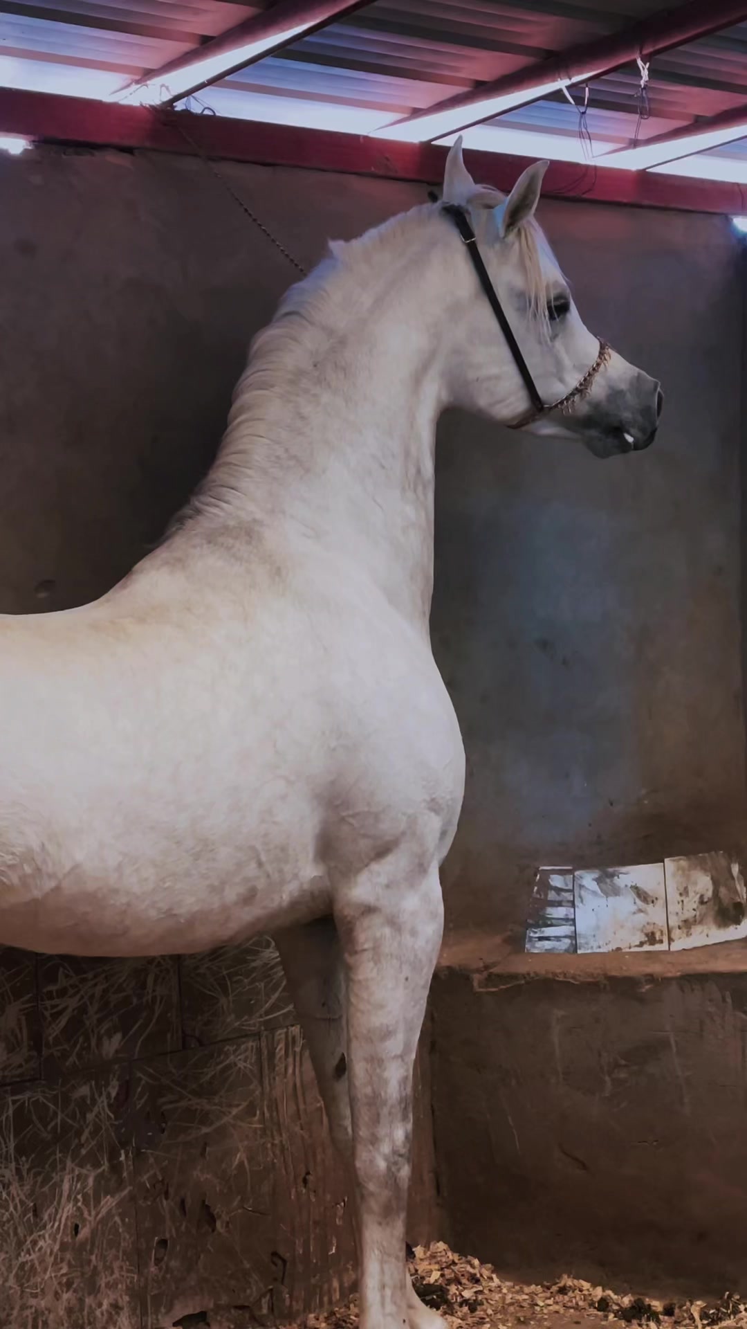 @عامر الشمري🐎