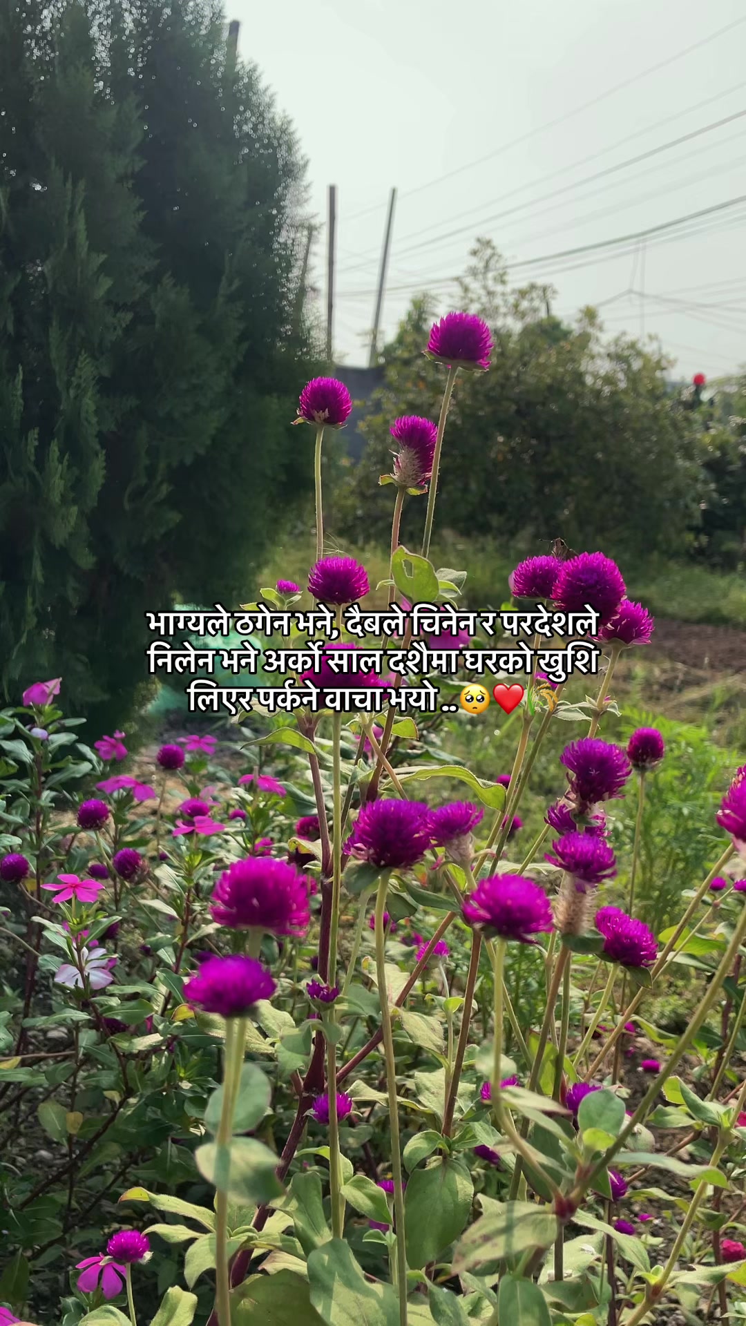 @ЁЯССZoreXЁЯСС