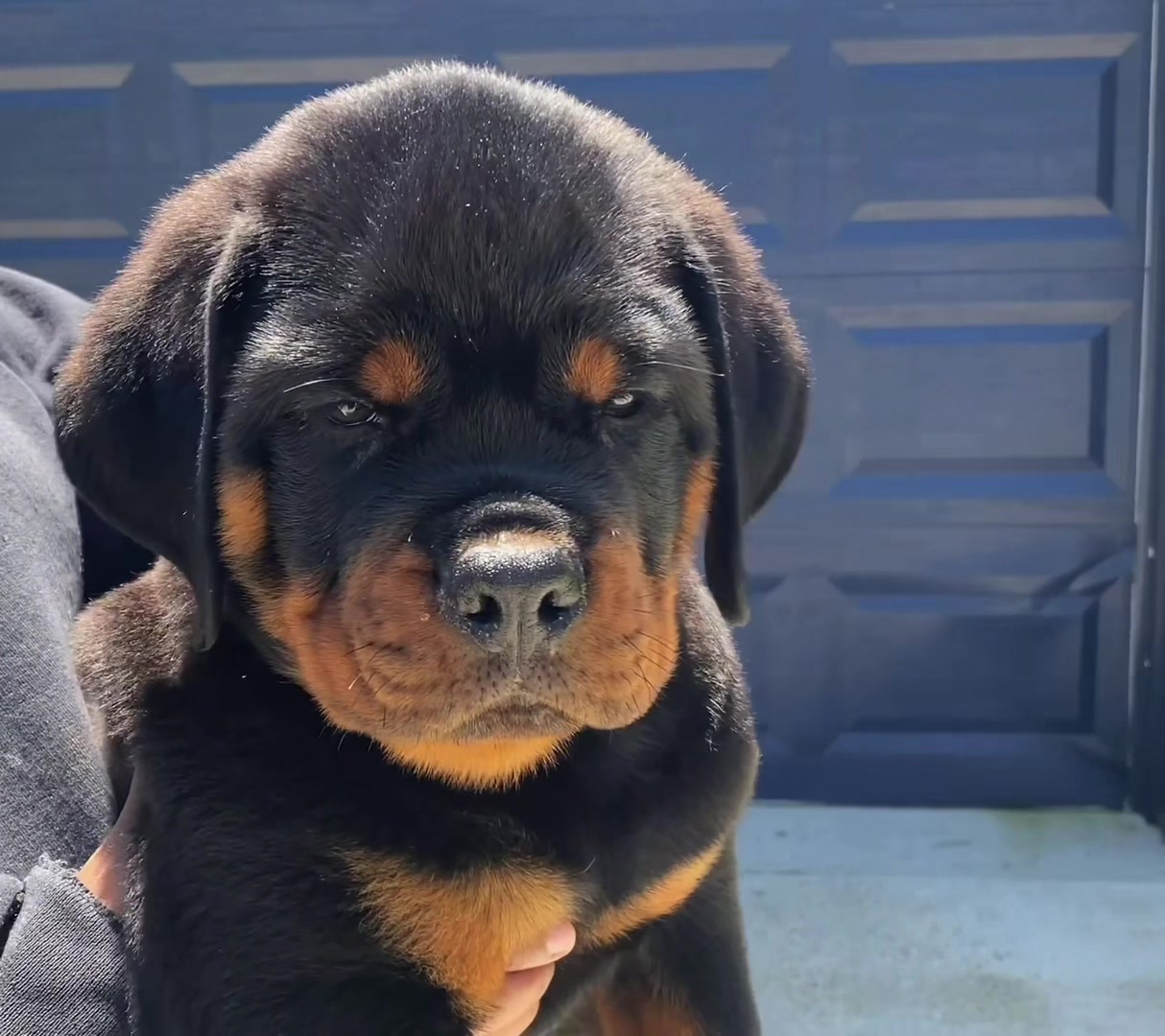 @King Vasko Rottweilers
