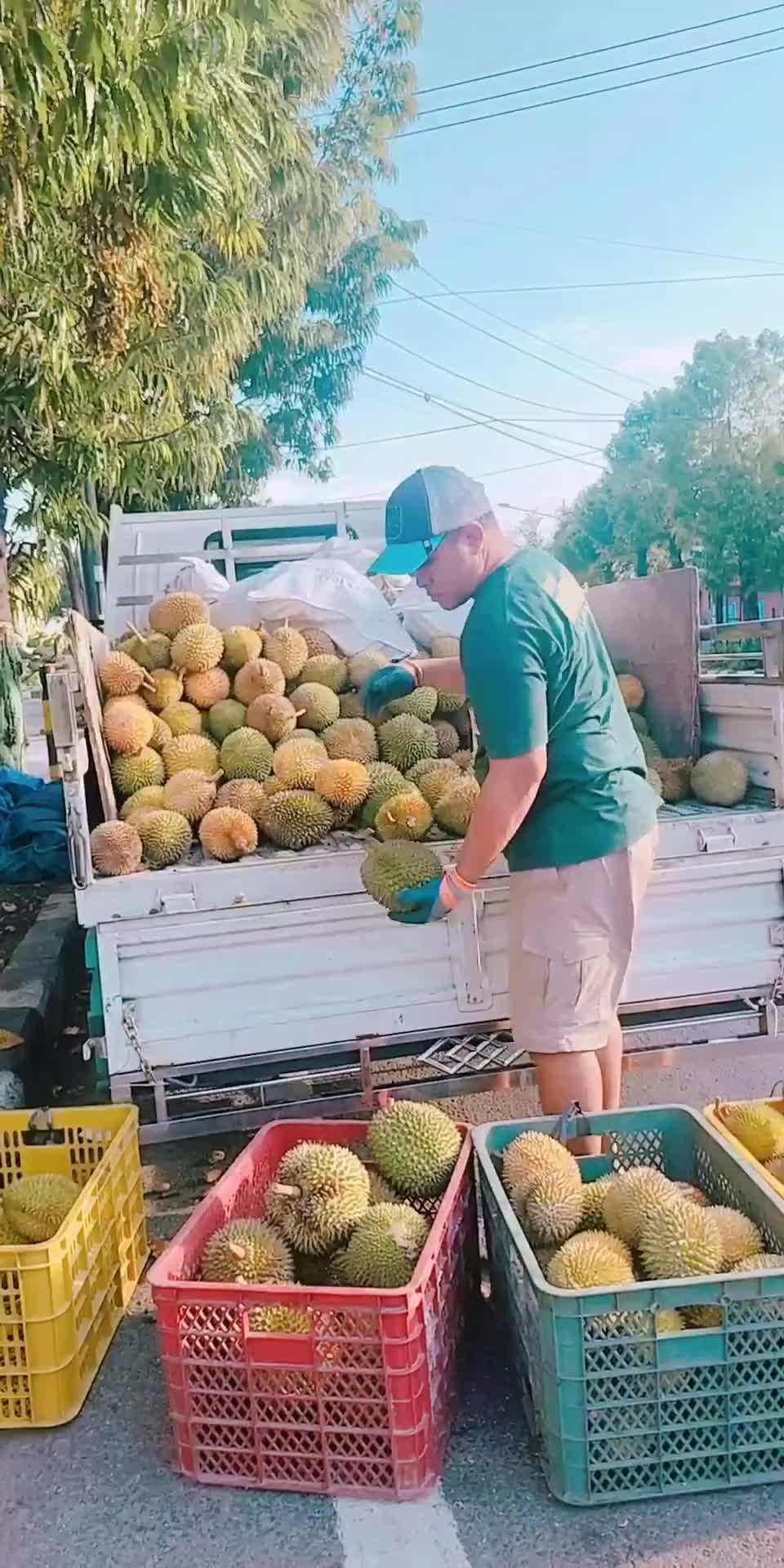 @Kenzhi Durian Tuban