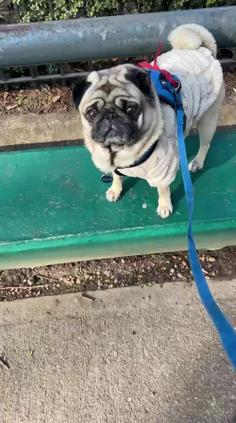 @Lolito pug carlino