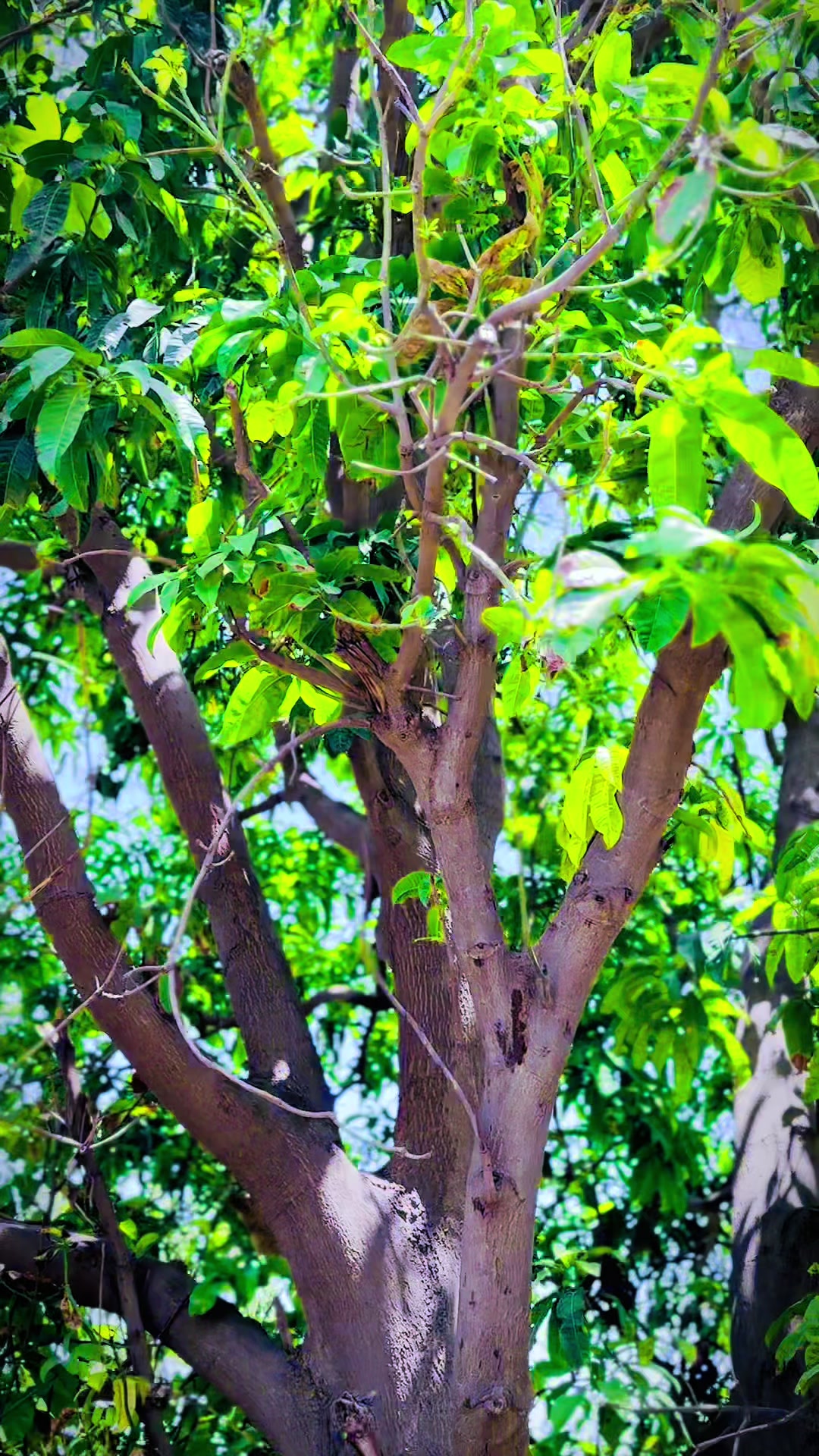 @🍂 غنــــم رنگ اکبر 🍂
