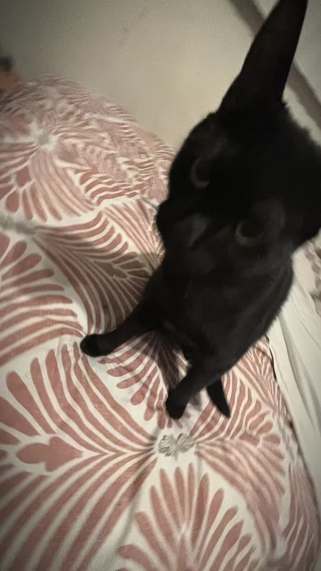 @CHARMANDER THE CAT!!