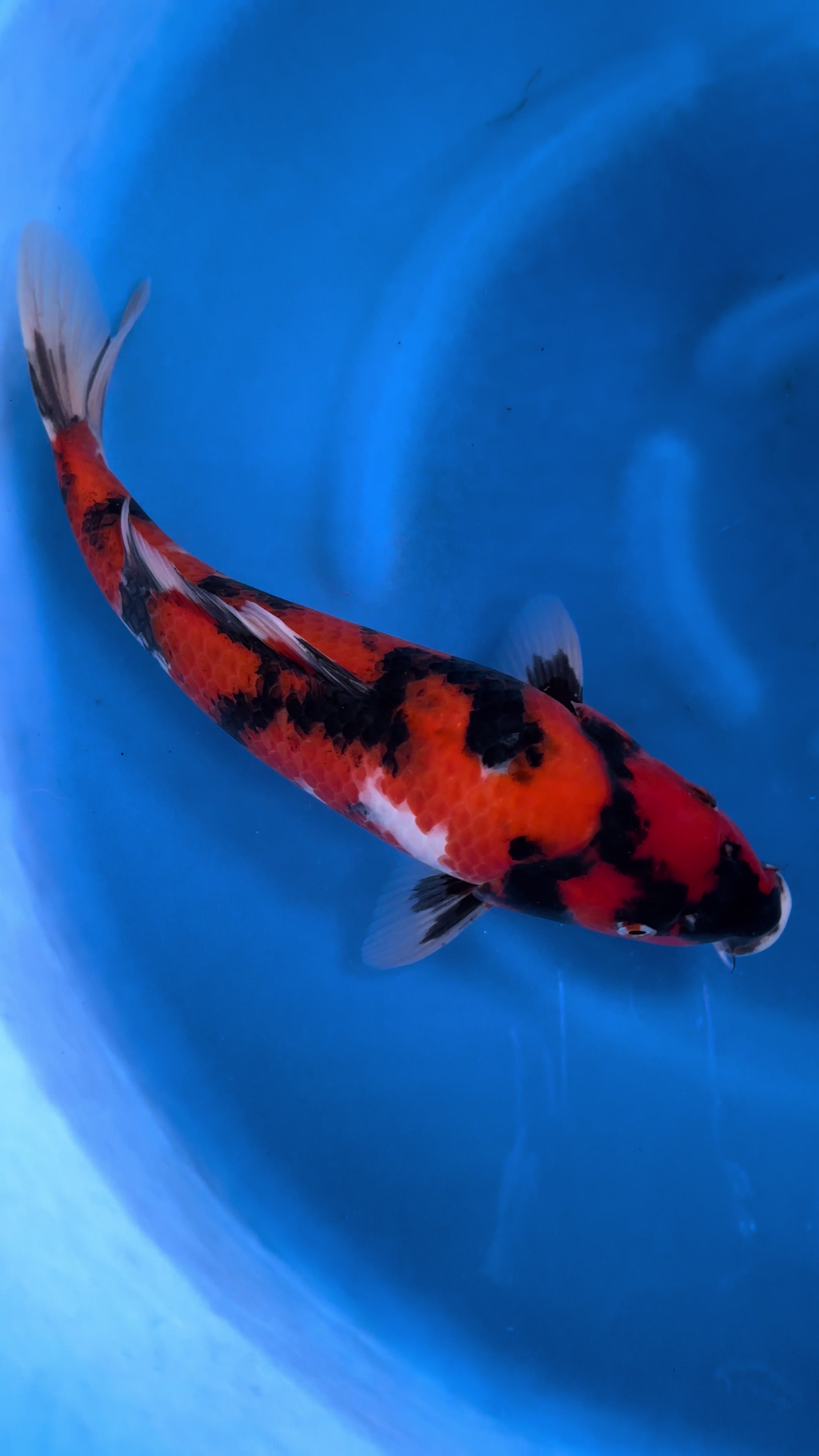 @Linh Long Koi Farm