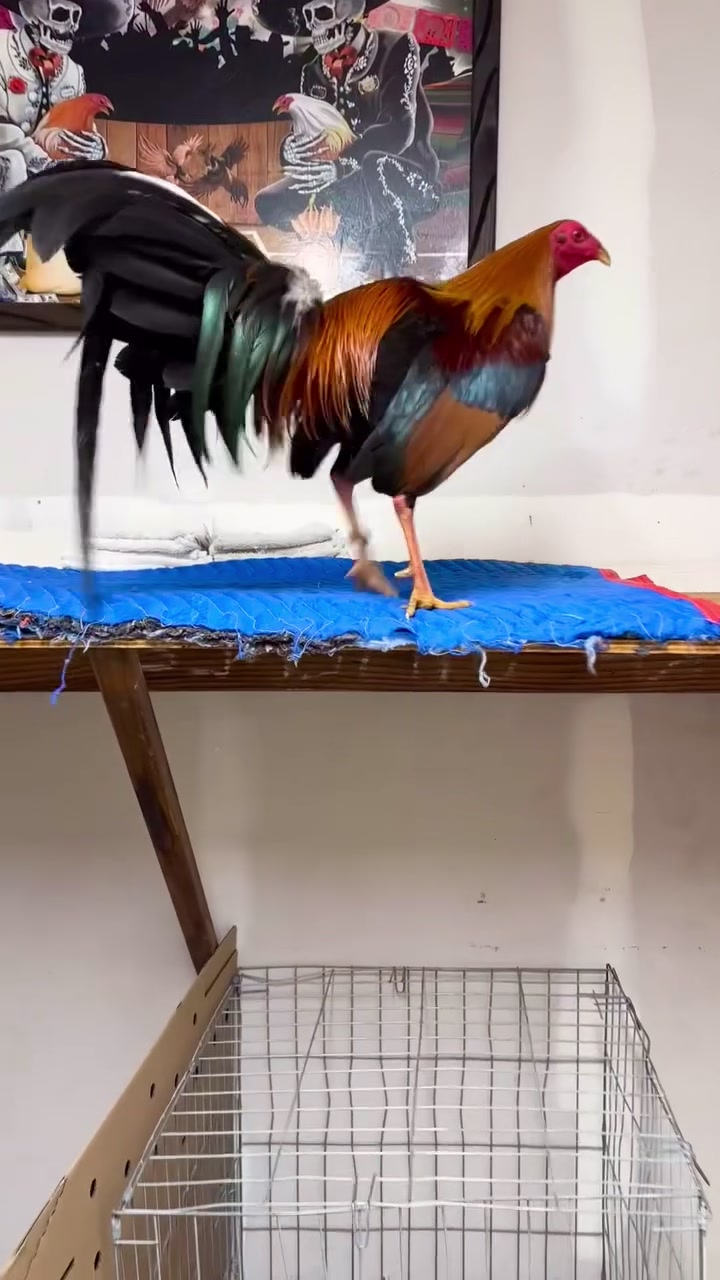 @Los Gallos Más Finos