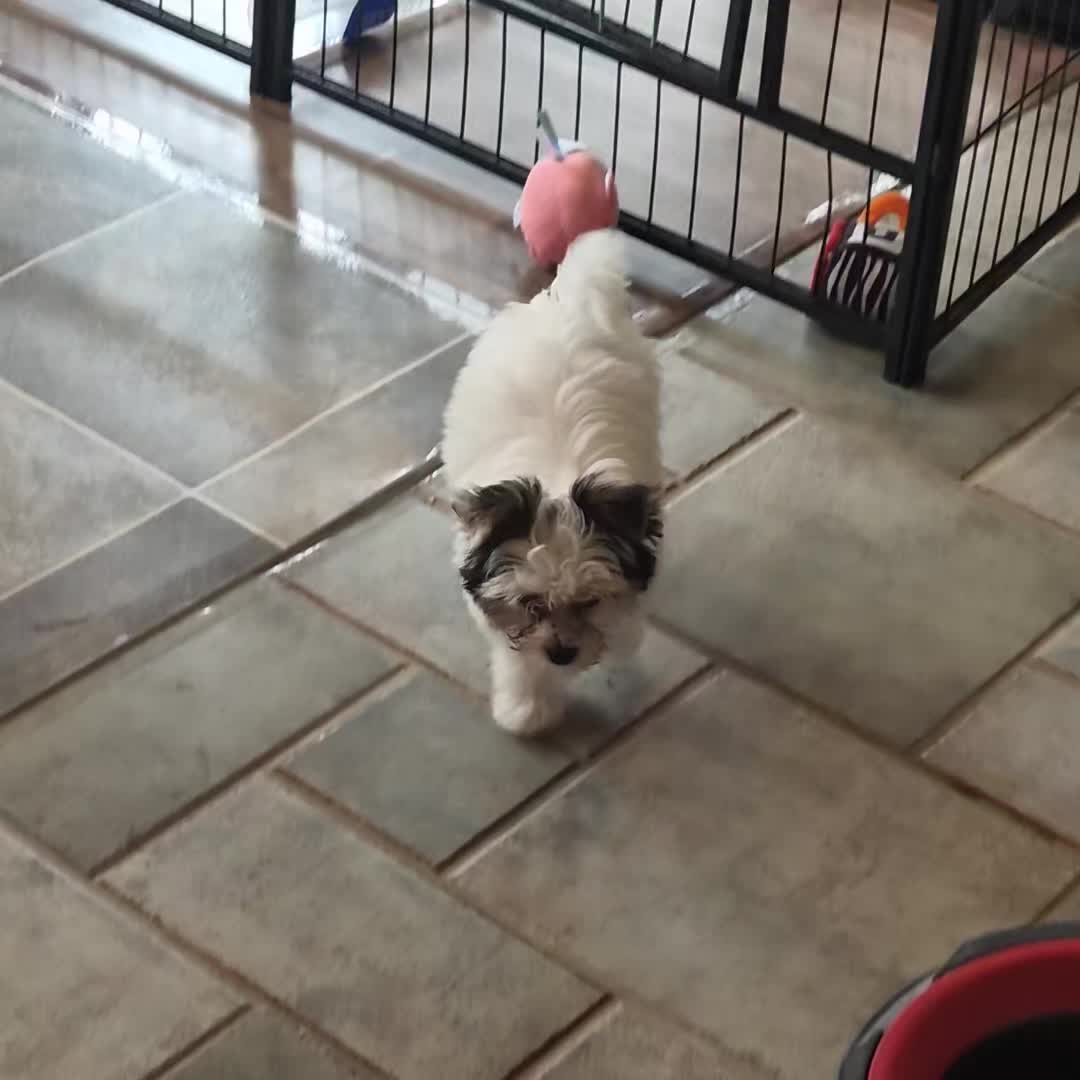 @Barb's Precious Pups
