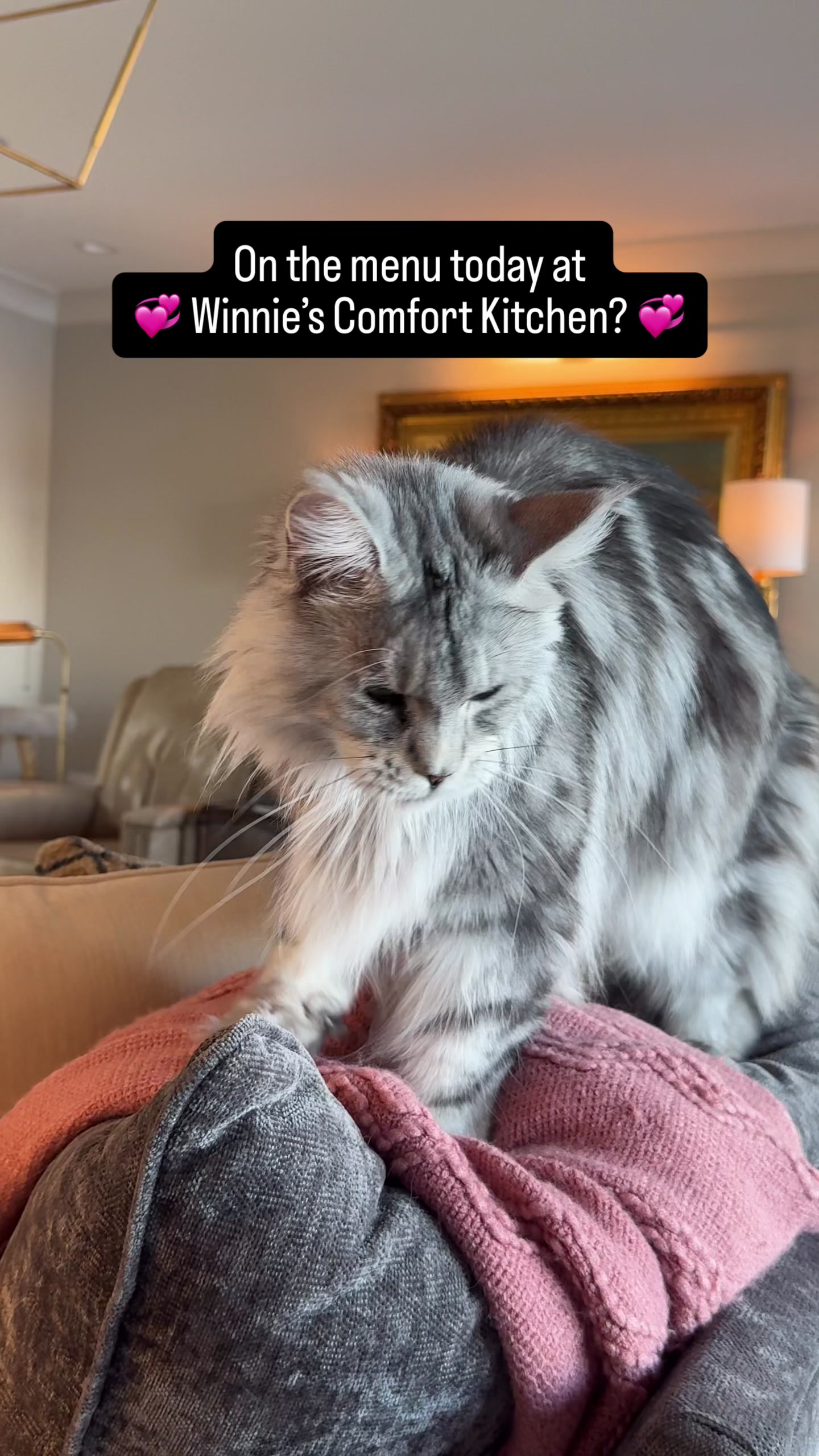 @Winnie: Maine Coon Kitty