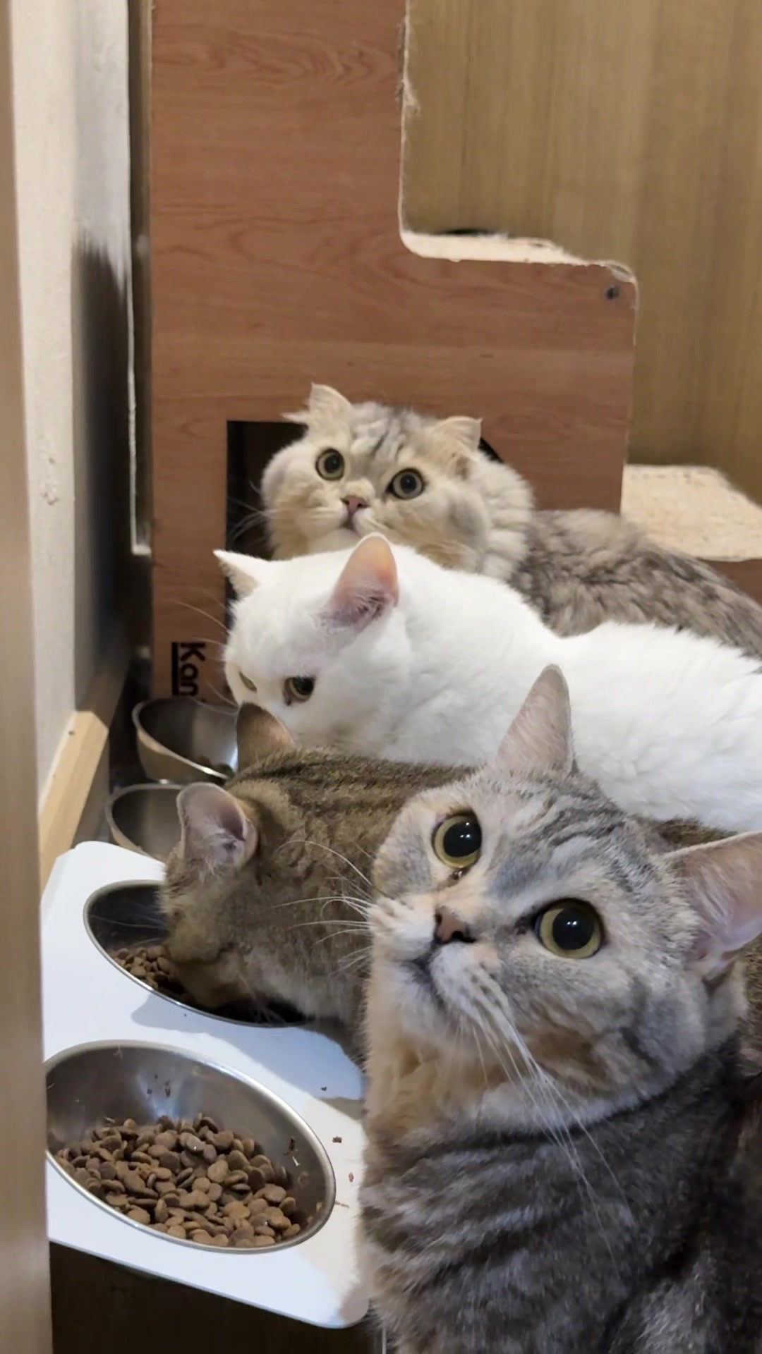 @แมวถังแก๊สชอบกลิ้ง