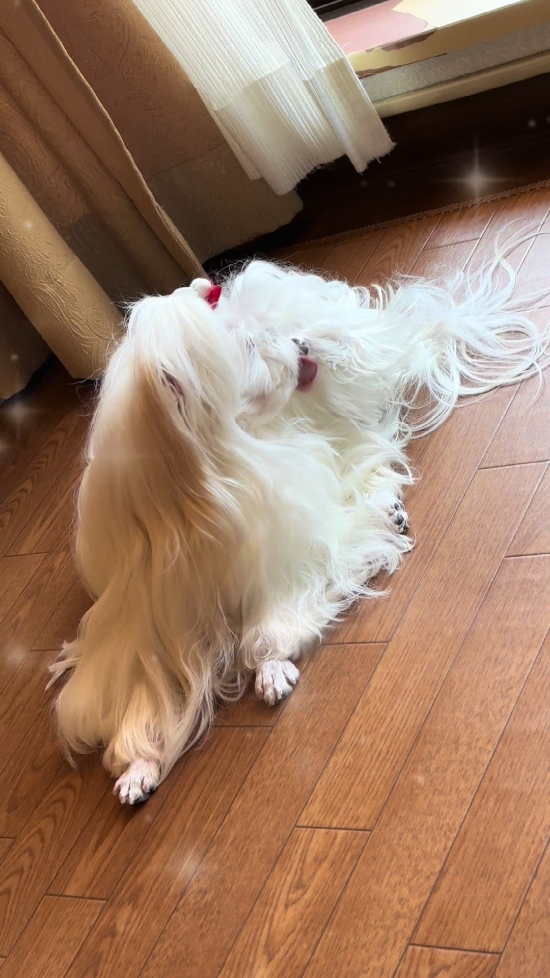 @るるちゃんパパ🐶