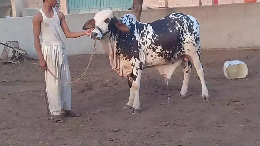 @HS Cattle Farm