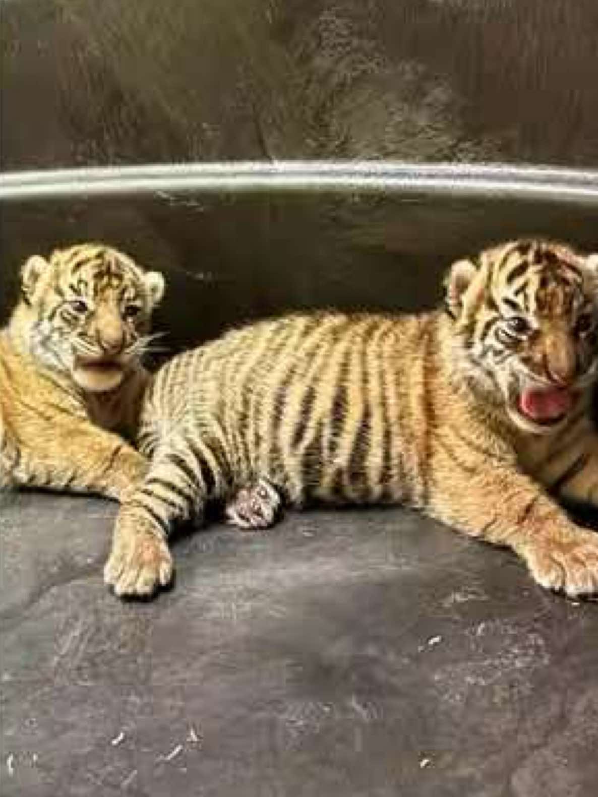 @memphiszoo