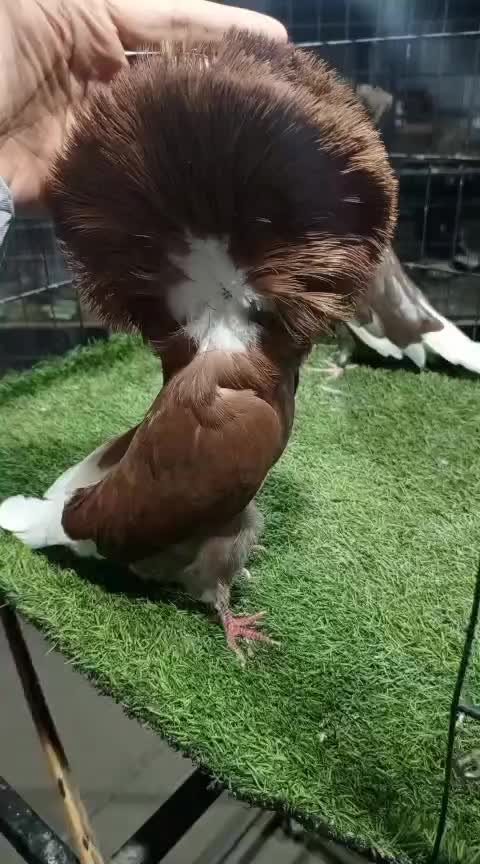 @EA Pigeons